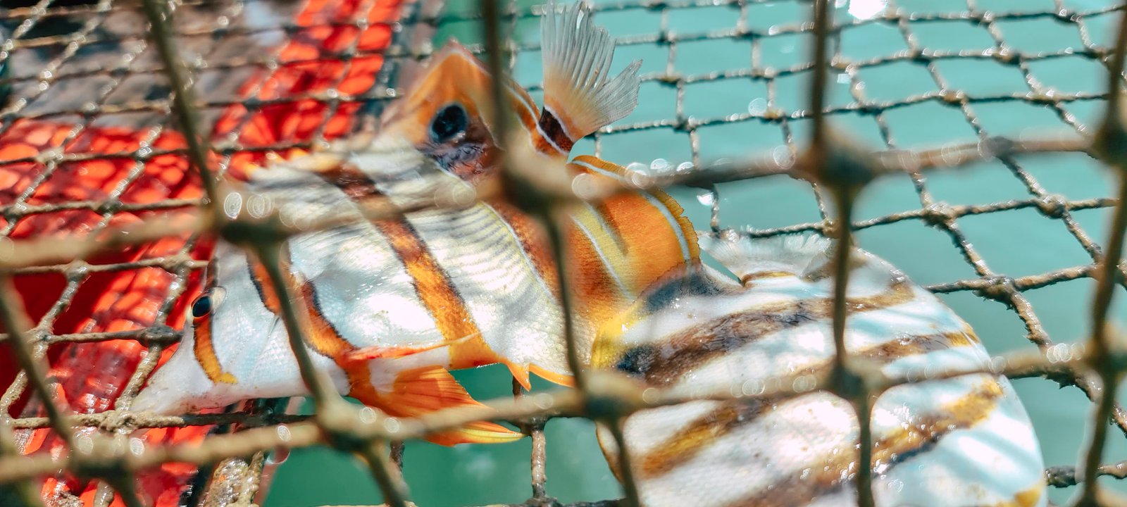 កម្សាន្តស្ទូចត្រីតាមសមុទ្រ