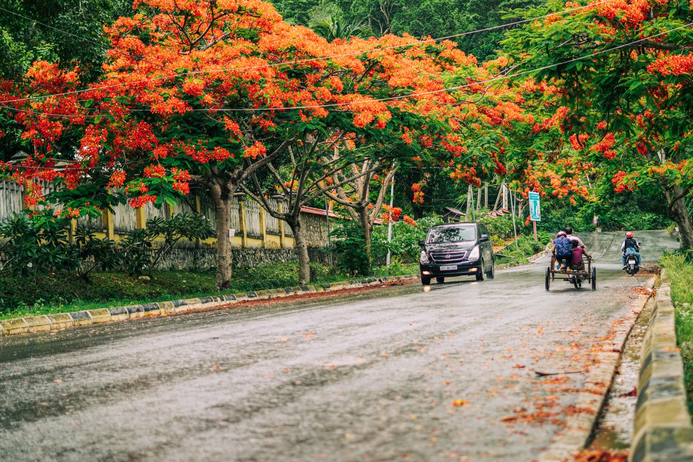 ផ្កាក្ងោកខេត្តកែប