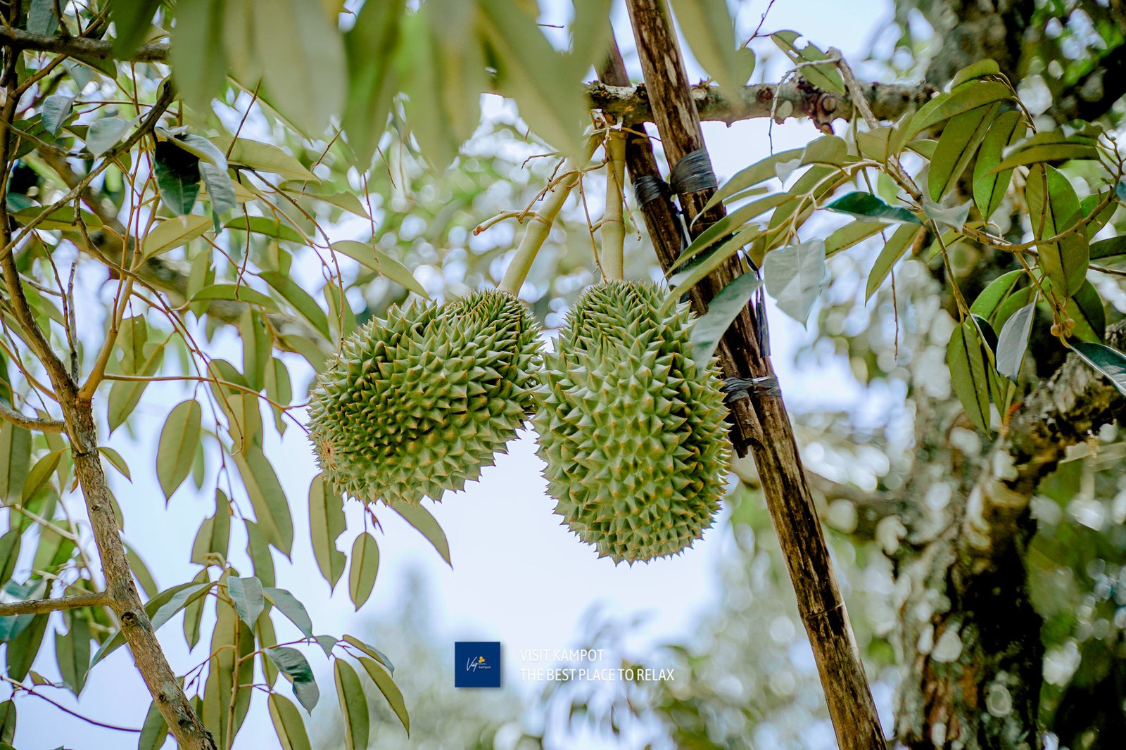 ទុរេនកំពត
