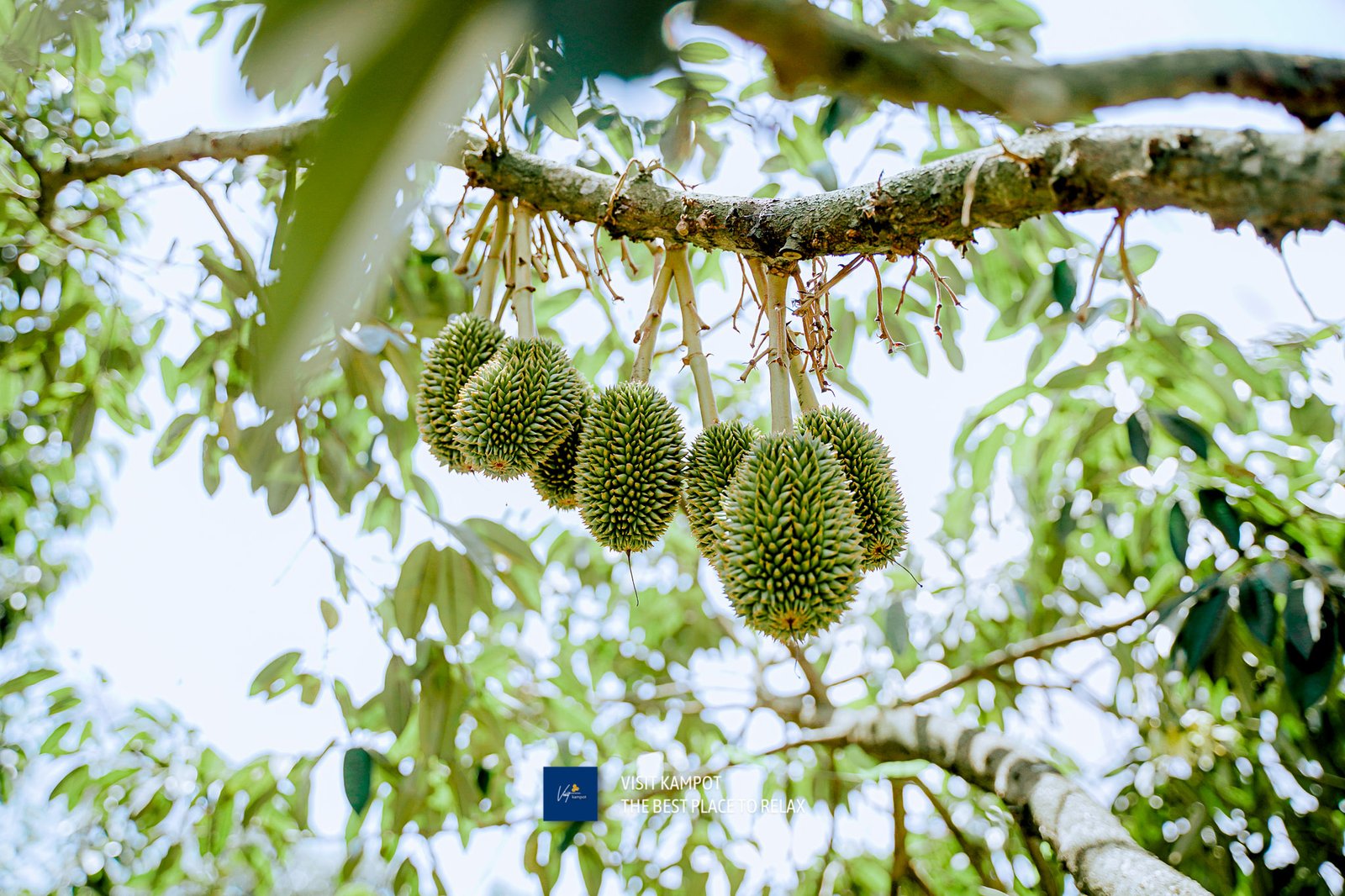 ទុរេនកំពត
