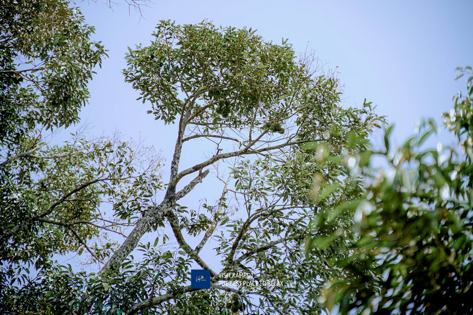 ទុរេនកំពត
