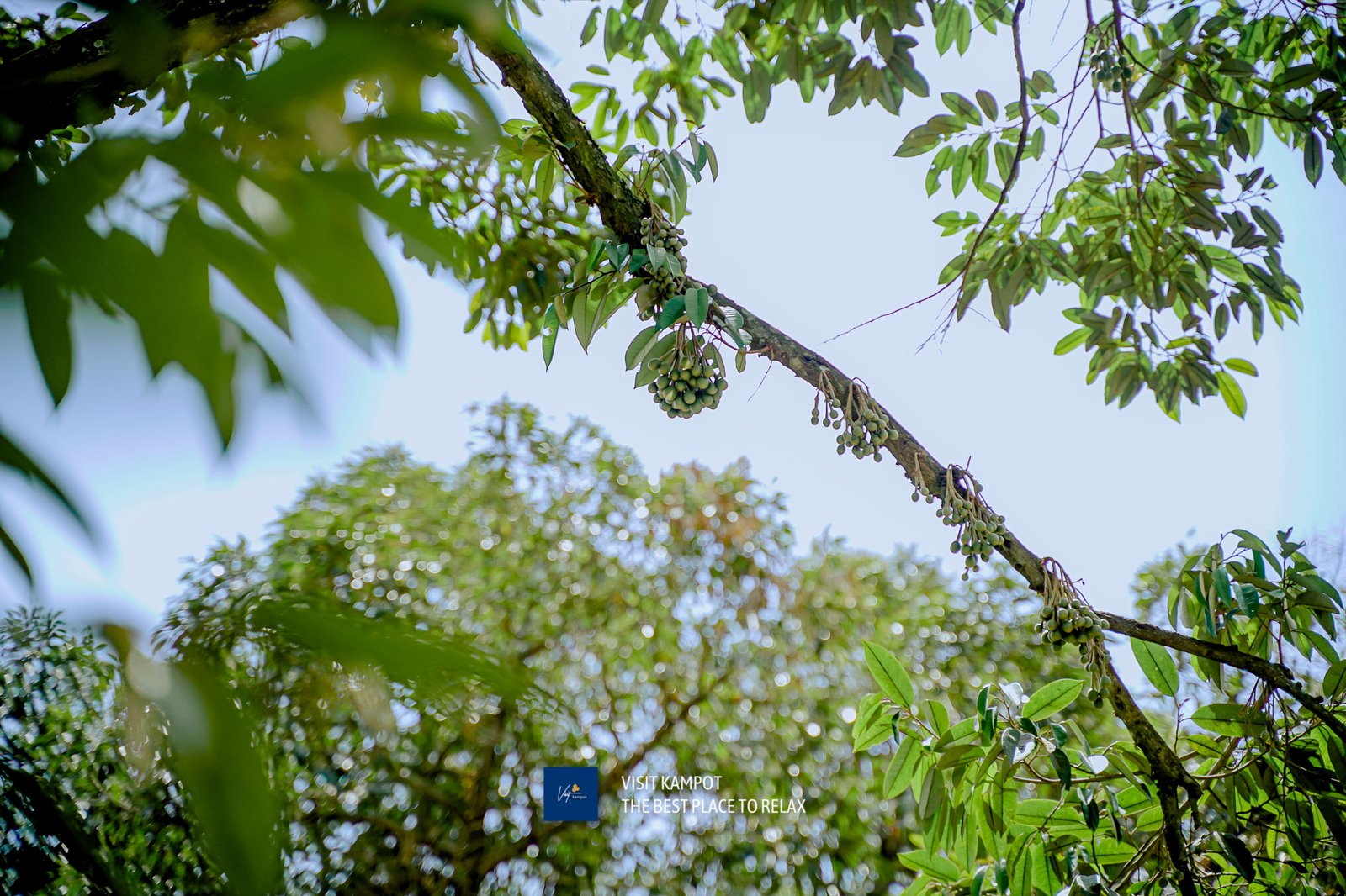 ទុរេនកំពត