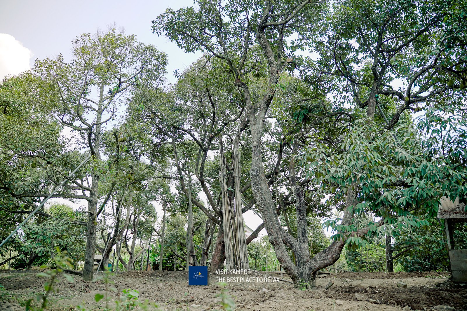 ទុរេនកំពត