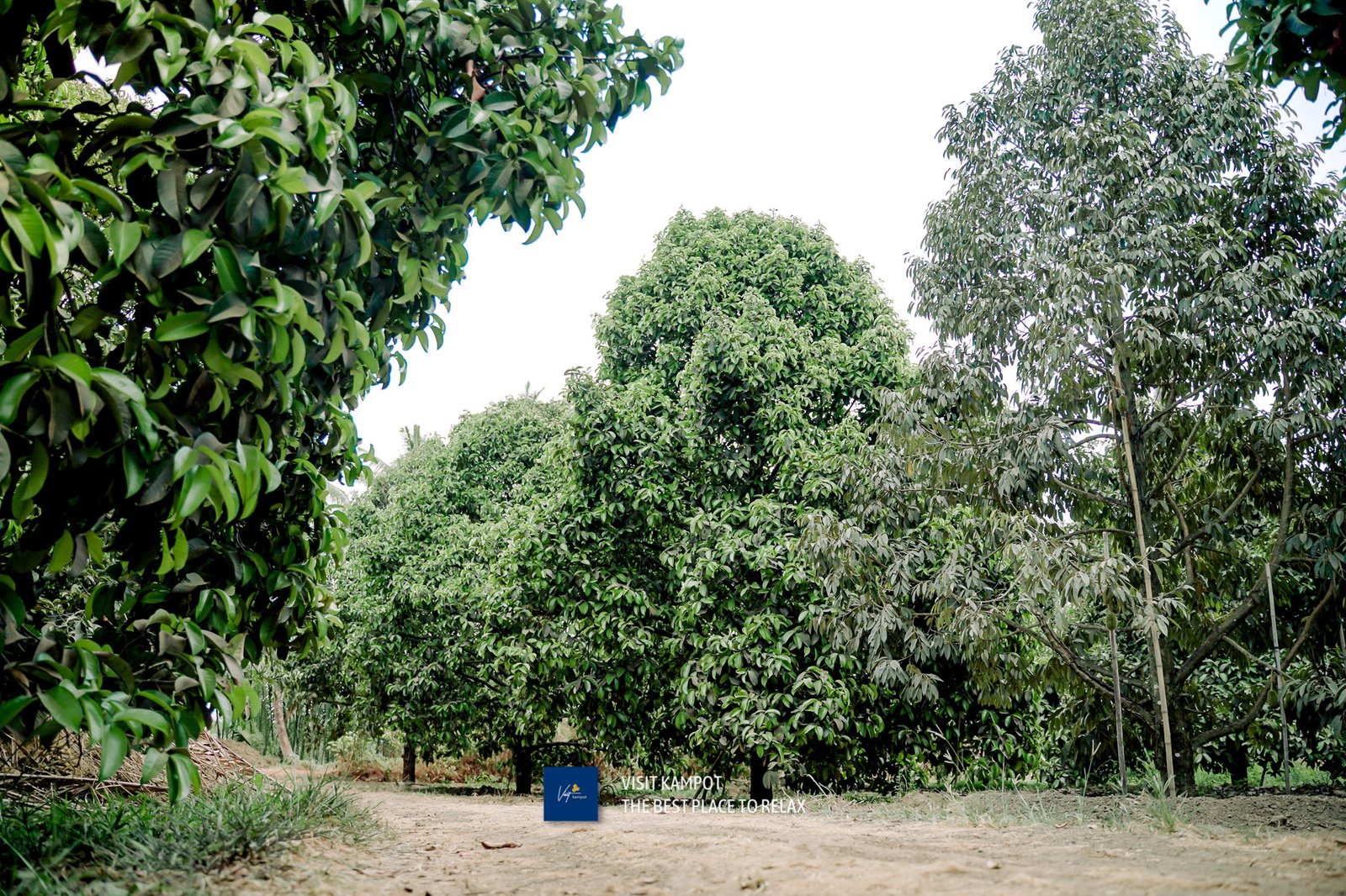 ទុរេនកំពត