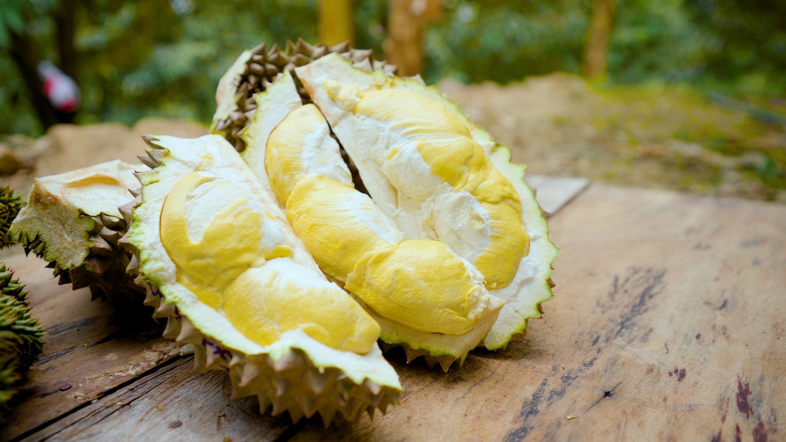 ទុរេនកំពត