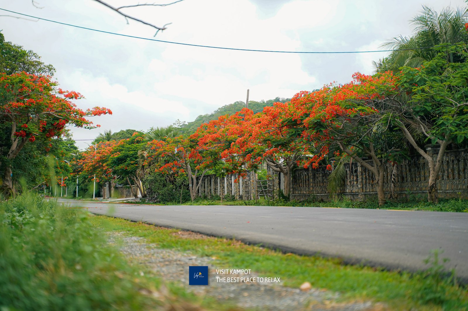 ផ្កាក្ងោកខេត្តកែប