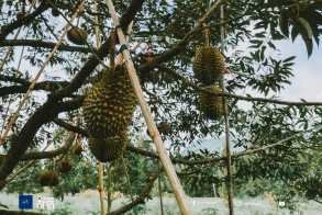 រមណីយដ្ឋានទឹកឈូ