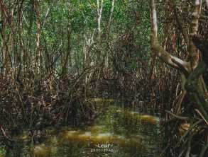 សហគមន៍នេសាទត្រពាំងរពៅ