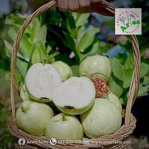 អារី ហ្វាម