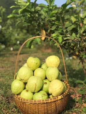 អារី ហ្វាម