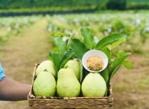 អារី ហ្វាម