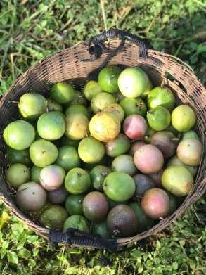 អារី ហ្វាម