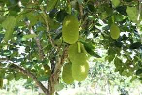 អារី ហ្វាម