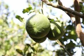 អារី ហ្វាម