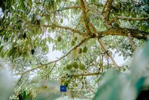 ទុរេនកំពត