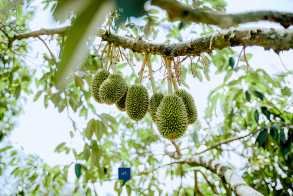 ទុរេនកំពត
