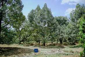 ទុរេនកំពត