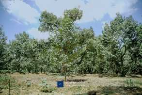 ទុរេនកំពត