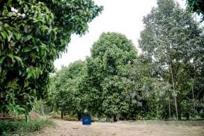 ទុរេនកំពត