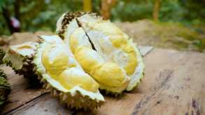 ទុរេនកំពត
